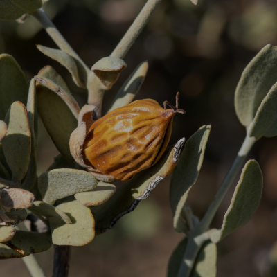 Huile de jojoba